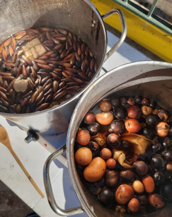 photo looking down at two cooking pots, one filled with locally foraged acorns, the other filled with oak galls for natural dye