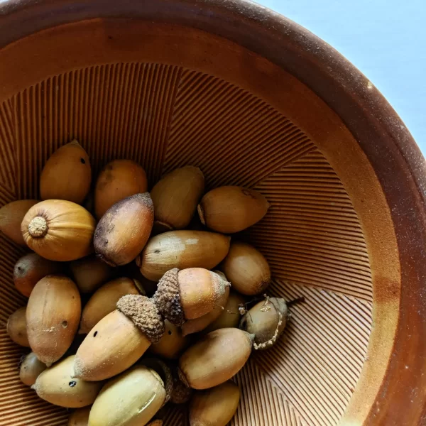 close up of locally foraged oak acorns in a ceramic bowl