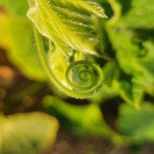 close up of plant at organic garden at San Diego Craft Collective