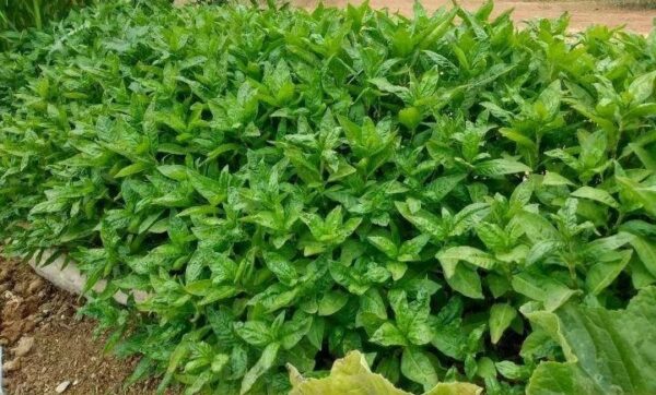 fresh indigo plant growing at a farm