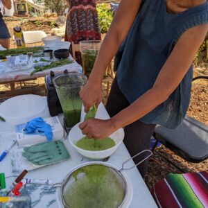 people using natural indigo plants for natural dye