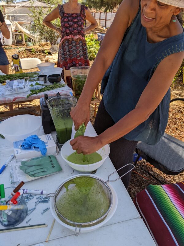 people using natural indigo plants for natural dye