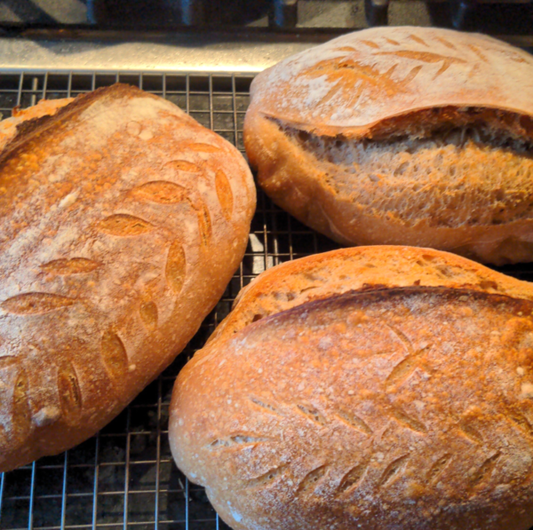 loves of fresh sourdough bread