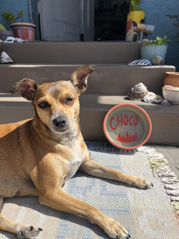 dog and handmade ceramic pet bowl