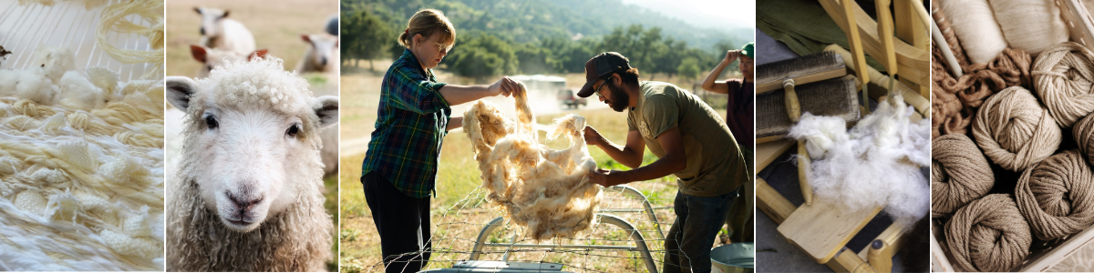 photos of weaving textile, face of sheep, two persons lifting wool fleece, fleece and carders, finished yarn